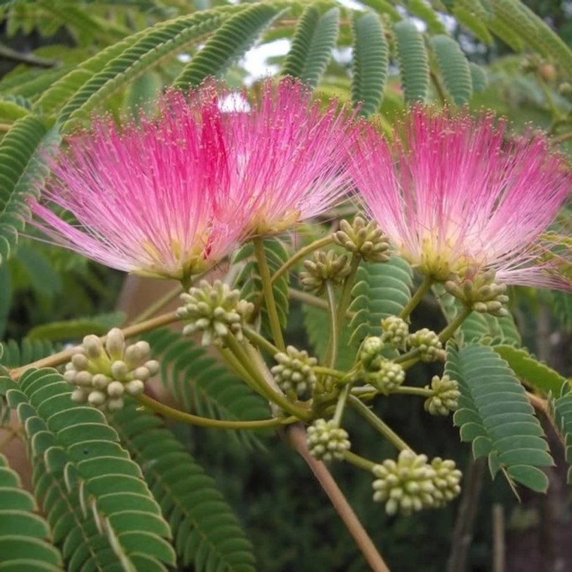 Perzsa selyemakác - Albizia julibrissin 'Rosea', Albizia julibrissin 'Rosea', évelő, fásszárú